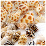 Conch seashells